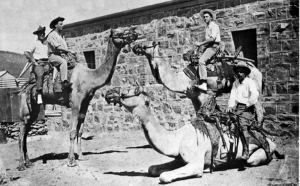 1910 Camels