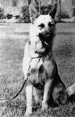 1967 Police Dog Leon